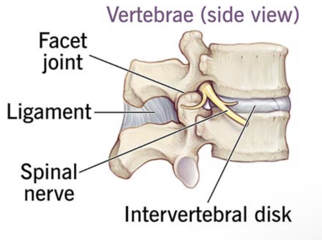 Side view of the spine: facet joint, ligament, spinal nerve and intervertebral disc