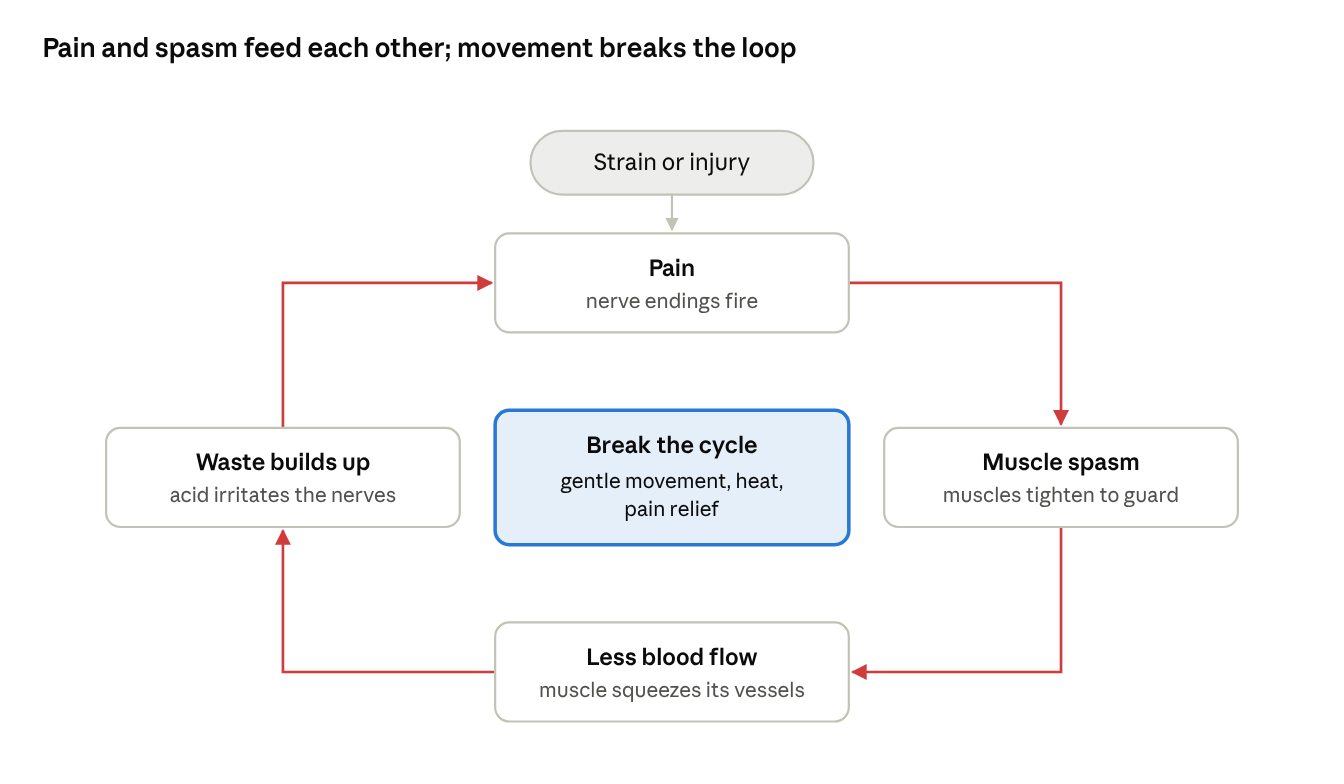 The pain–spasm–pain cycle